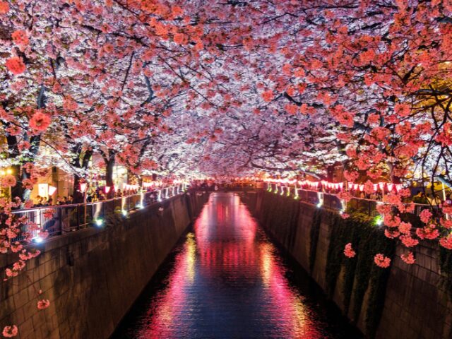 中野通り桜まつりの屋台は何時から？ライトアップは何時からどこで開催？